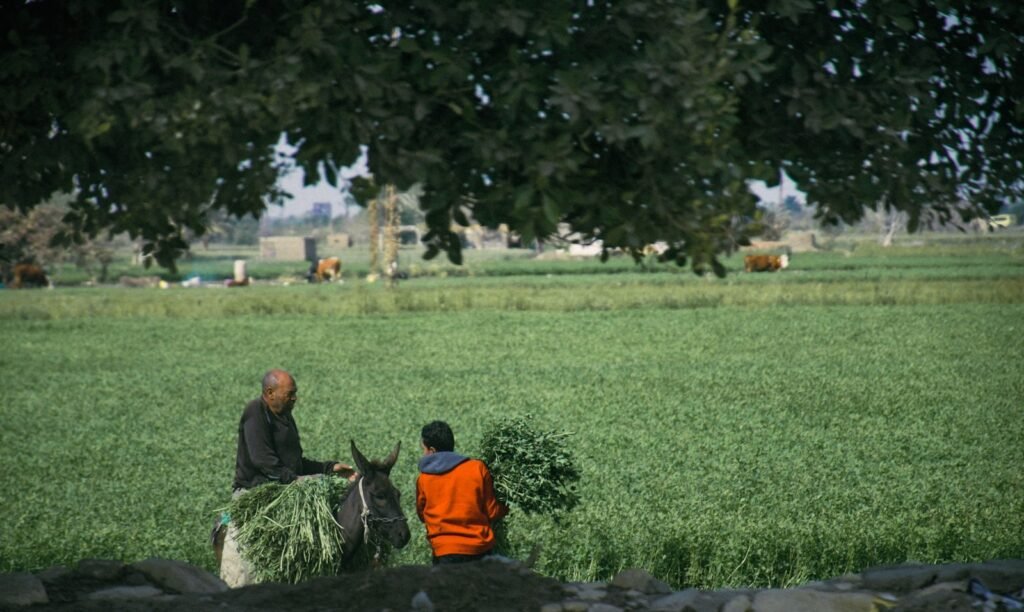 servicios ganaderos Cuenca