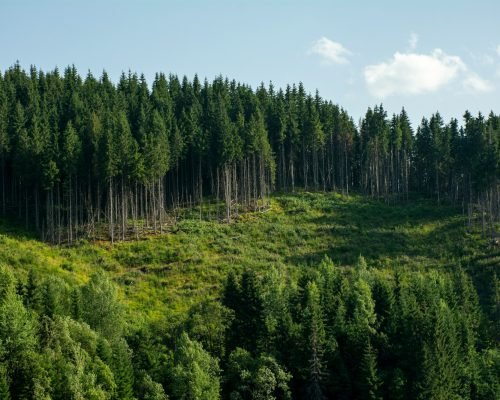 A green forest covers the hilly landscape.